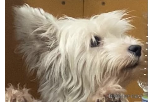 サニーちゃん1枚目
