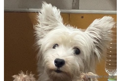 サニーちゃん1枚目