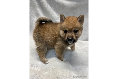成約済の熊本県の柴犬-340737の3枚目