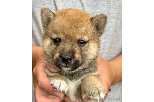 成約済の熊本県の柴犬-340737の2枚目