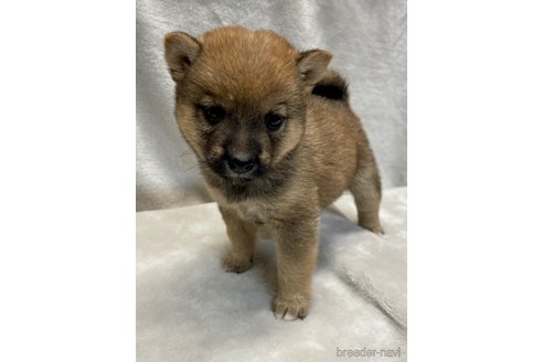 成約済の熊本県の柴犬-340738の2枚目