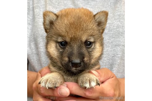 成約済の熊本県の柴犬-340738の3枚目