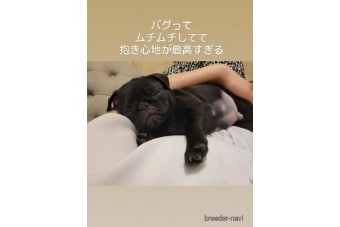成約済の滋賀県のパグ-340741の2枚目