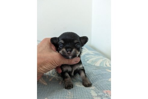 成約済の大分県のチワワ(ロングコート)-340756の4枚目