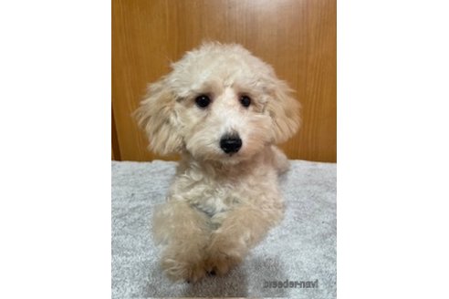 成約済の東京都のトイプードル-335623の5枚目