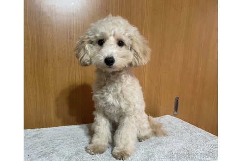 成約済の東京都のトイプードル-335623の4枚目