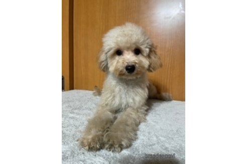 成約済の東京都のトイプードル-340766の4枚目