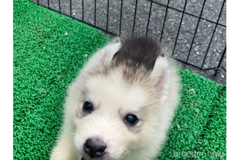成約済の静岡県のシベリアンハスキー-340784の4枚目