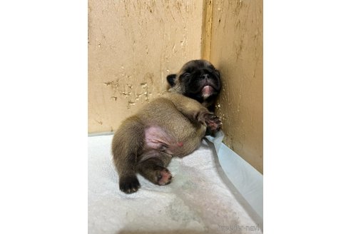 成約済の三重県のフレンチブルドッグ-340796の9枚目