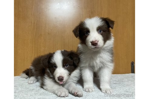 成約済の東京都のボーダーコリー-339725の6枚目
