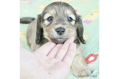 成約済の兵庫県のカニンヘンダックスフンド(ロングヘアード)-340852の3枚目