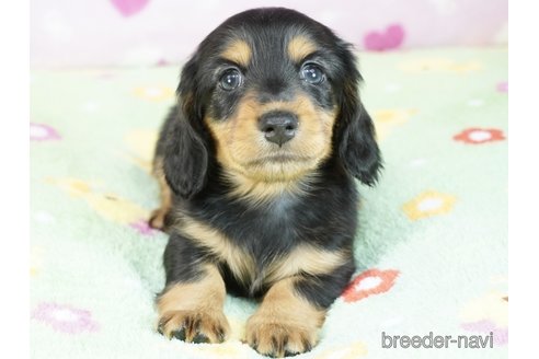 子犬