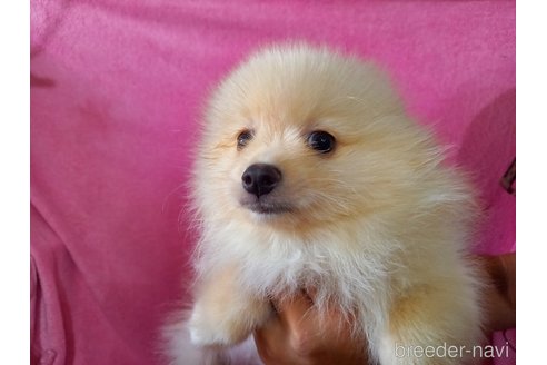 販売中の福岡県のポメラニアン-327947の21枚目