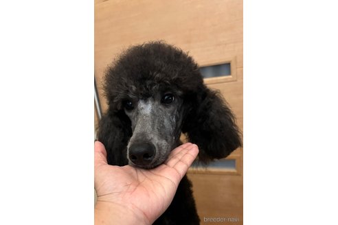 成約済の兵庫県のスタンダードプードル-340886の2枚目