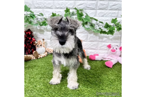 成約済の愛知県のミニチュアシュナウザー-332111