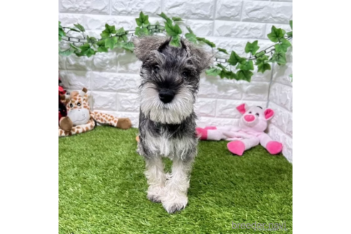成約済の愛知県のミニチュアシュナウザー-332111の5枚目