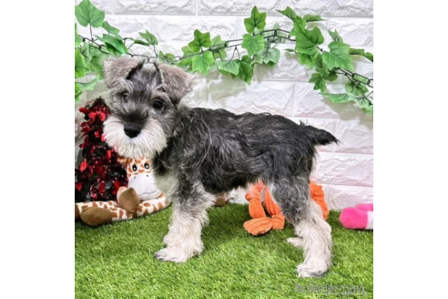 成約済の愛知県のミニチュアシュナウザー-332111の3枚目