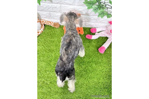 成約済の愛知県のミニチュアシュナウザー-332111の2枚目