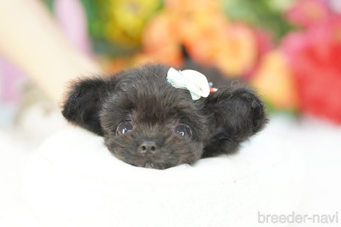 成約済の埼玉県のチワプー:チワワ×トイプードル-340901の3枚目