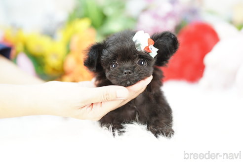 成約済の埼玉県のチワプー:チワワ×トイプードル-340901の2枚目