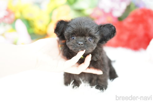 成約済の埼玉県のチワプー:チワワ×トイプードル-340901