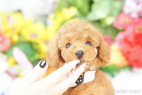 成約済の埼玉県のトイプードル-340914