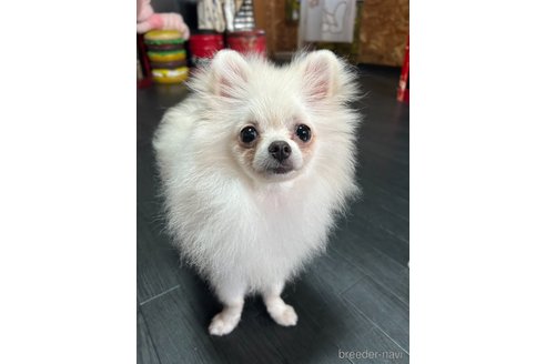 成約済の大阪府のポメラニアン-324324の12枚目