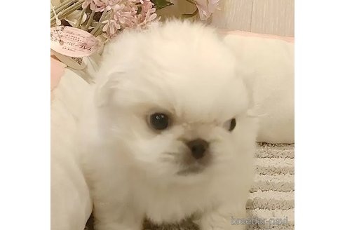 成約済の愛知県のペキニーズ-340933の3枚目