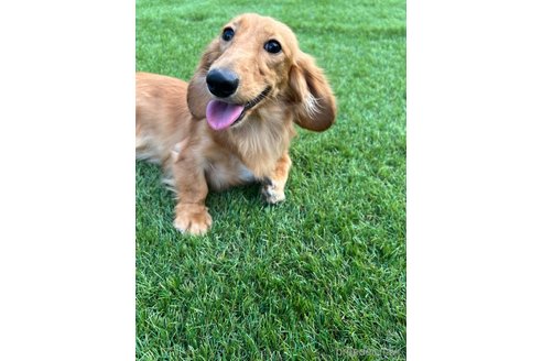 成約済の奈良県のミックス犬-340967の2枚目