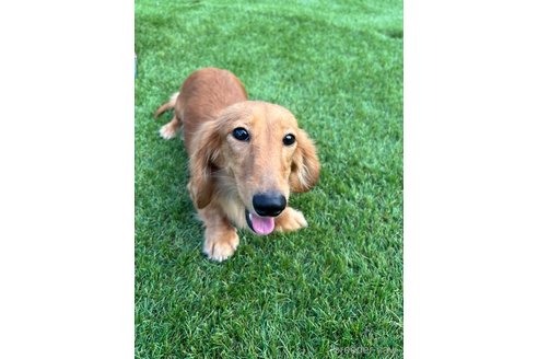 成約済の奈良県のミックス犬-340967の4枚目