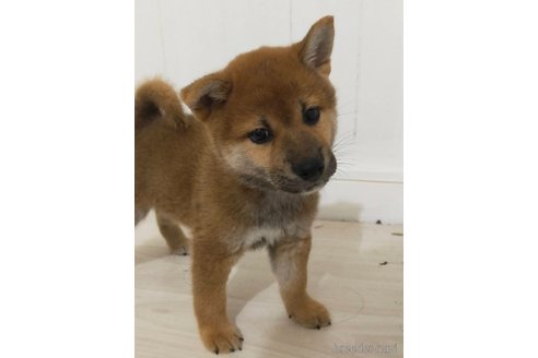 成約済の宮崎県の豆柴-340968の4枚目