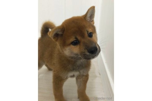 成約済の宮崎県の豆柴-340968の1枚目