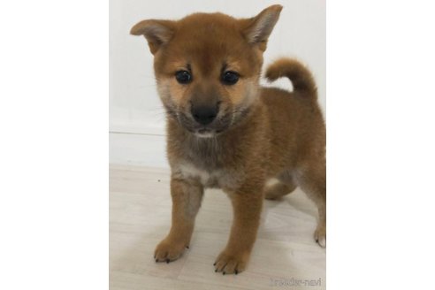 成約済の宮崎県の豆柴-340968の2枚目