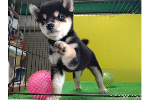 成約済の鹿児島県の柴犬-332012の1枚目