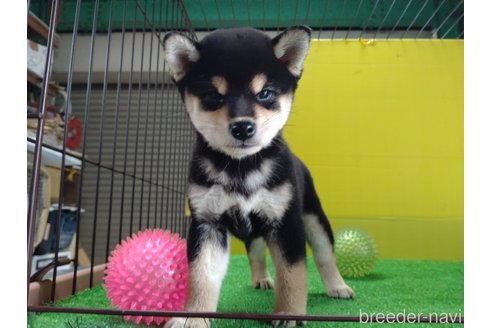成約済の鹿児島県の柴犬-332012の4枚目