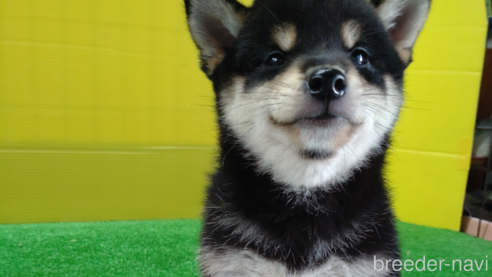 成約済の鹿児島県の柴犬-332553の1枚目