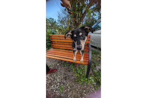 商談中の宮崎県のミックス犬-321016の2枚目