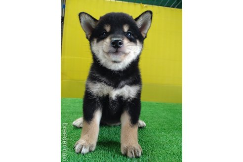 成約済の鹿児島県の柴犬-332553の5枚目