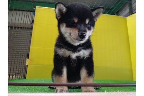 成約済の鹿児島県の柴犬-332553の4枚目