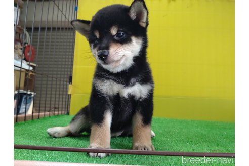 成約済の鹿児島県の柴犬-332553の3枚目