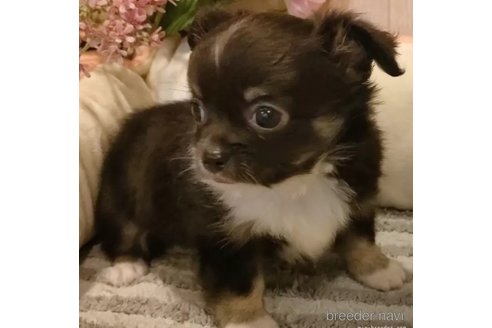 成約済の愛知県のチワワ(ロングコート)-338029の1枚目