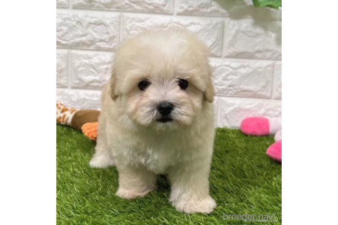 成約済の愛知県のマルプー:マルチーズ×トイプードル-338252の1枚目