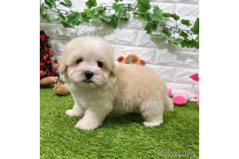 成約済の愛知県のマルプー:マルチーズ×トイプードル-338252の2枚目