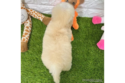 成約済の愛知県のマルプー:マルチーズ×トイプードル-338252の5枚目