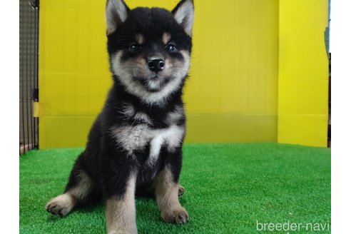 成約済の鹿児島県の柴犬-332011の4枚目