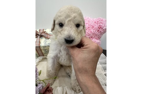 成約済の兵庫県のスタンダードプードル-335603の1枚目