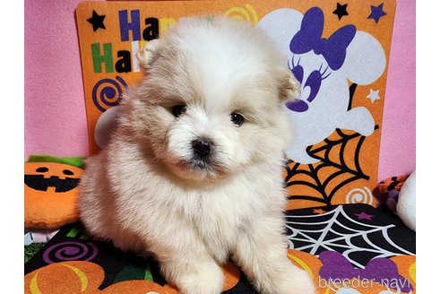 成約済の静岡県のポメプー:ポメラニアン×トイプードル-337831の4枚目