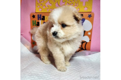 成約済の静岡県のポメプー:ポメラニアン×トイプードル-337830の7枚目