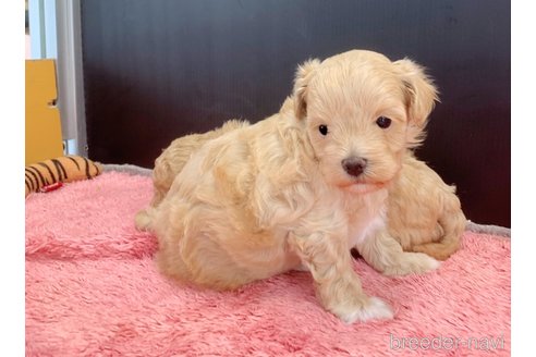 成約済の東京都のマルプー:マルチーズ×トイプードル-338449の13枚目