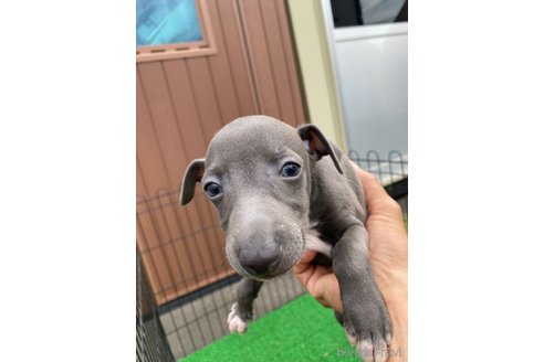 成約済の静岡県のイタリアングレーハウンド(イタグレ)-341040の1枚目